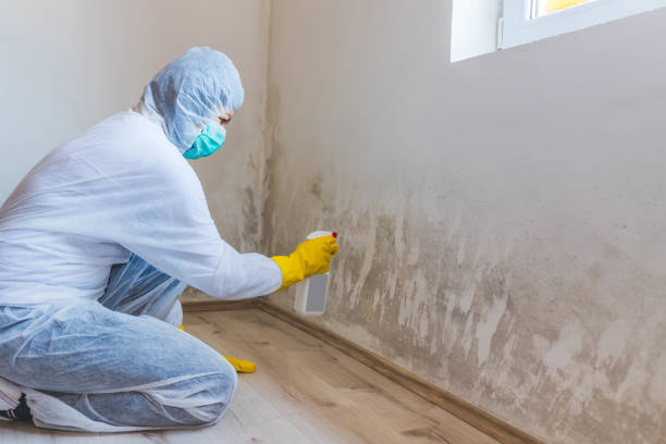 Licensed Mold Testing service in Villa Park, IL - WQB Mold Removal